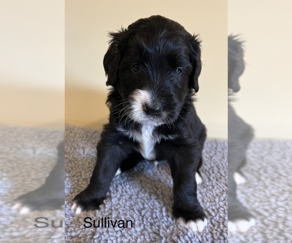 Medium Photo #13 Bernedoodle Puppy For Sale in CANTON, MI, USA