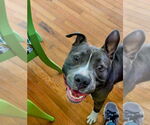 Small #6 American Staffordshire Terrier Mix