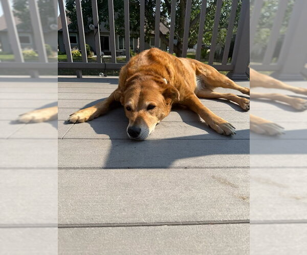 Medium Photo #2 Mutt Puppy For Sale in Fort Collins, CO, USA