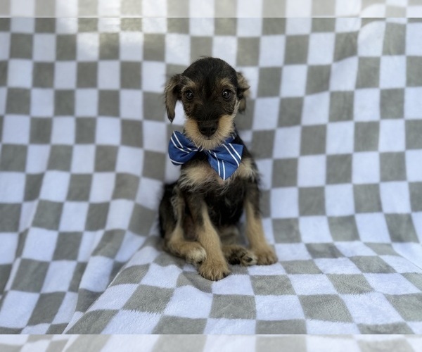 Medium Photo #7 Schnauzer (Miniature) Puppy For Sale in LAKELAND, FL, USA