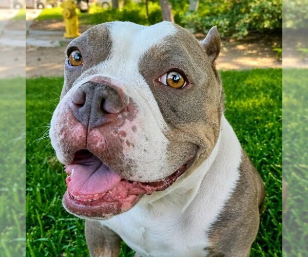 Medium Photo #9 American Staffordshire Terrier-Unknown Mix Puppy For Sale in Lake Forest, CA, USA