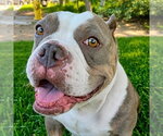 Small #8 American Staffordshire Terrier Mix