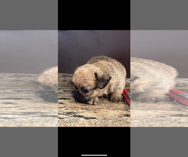 Medium Photo #4 Brussels Griffon Puppy For Sale in NILES, MI, USA