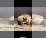 Small #3 Brussels Griffon