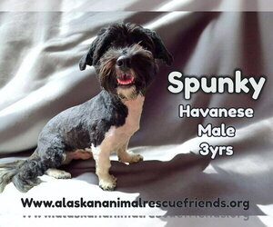 Havanese-Unknown Mix Dogs for adoption in Anchorage, AK, USA