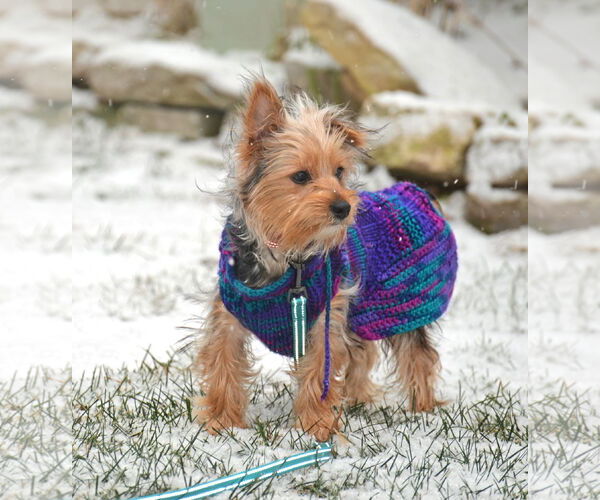 Medium Photo #9 Mutt Puppy For Sale in Gretna, NE, USA