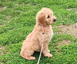 Goldendoodle Puppy for sale in WASHBURN, MO, USA