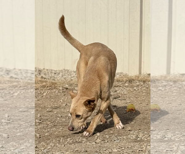 Medium Photo #1 Labrador Retriever-Unknown Mix Puppy For Sale in Corning, AR, USA