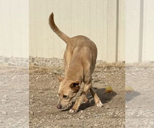 Labrador Retriever-Unknown Mix Dogs for adoption in Corning, AR, USA