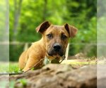 Small Photo #3 Black Mouth Cur-Boxer Mix Puppy For Sale in Greenville, SC, USA
