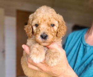 Poodle (Standard) Puppy for sale in WAGENER, SC, USA