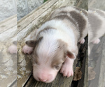 Small Photo #3 Australian Shepherd Puppy For Sale in LYNN, IN, USA