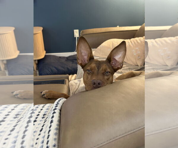 Medium Photo #8 Doberman Pinscher-German Shepherd Dog Mix Puppy For Sale in Valrico, FL, USA