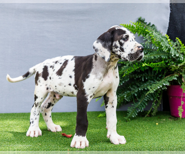Medium Photo #6 Great Dane Puppy For Sale in WAKARUSA, IN, USA