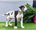 Small Photo #14 Great Dane Puppy For Sale in WAKARUSA, IN, USA