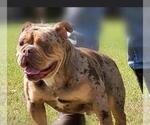 Small Photo #10 Olde English Bulldogge Puppy For Sale in ELK MOUND, WI, USA