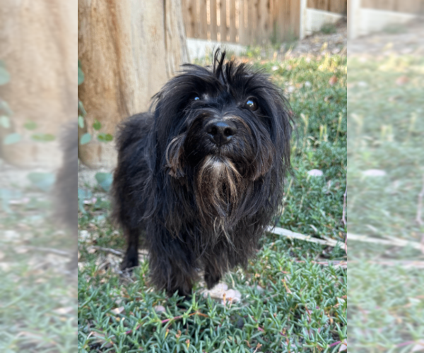 Medium Photo #3 Maltese-Unknown Mix Puppy For Sale in Marina Del Rey, CA, USA