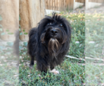 Small #2 Maltese Mix
