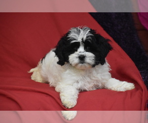 Cavachon Puppy for sale in ELDORADO, OH, USA