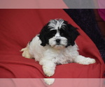 Image preview for Ad Listing. Nickname: Polly
