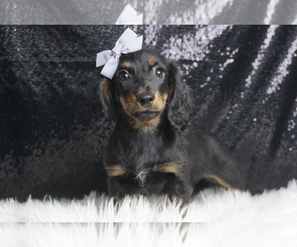 Medium Photo #4 Dachshund Puppy For Sale in WARSAW, IN, USA