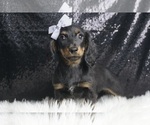 Small Photo #4 Dachshund Puppy For Sale in WARSAW, IN, USA