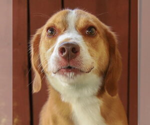 Beagle Dogs for adoption in Oakland Park, FL, USA