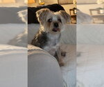 Small #1 Mutt