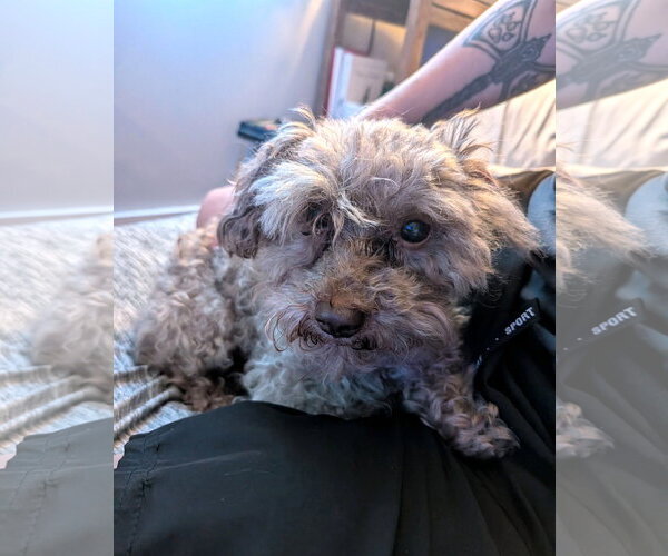 Medium Photo #5 Poodle (Toy) Puppy For Sale in Arlington, VA, USA