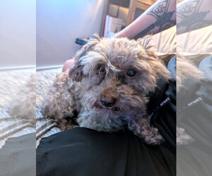 Carl Dean - Male Poodle (Toy) Dog for Adoption - Photo #5