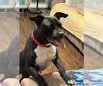 Small #3 American Pit Bull Terrier Mix