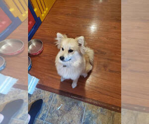 Pomeranian-Unknown Mix Puppy for sale in LONGVIEW, WA, USA