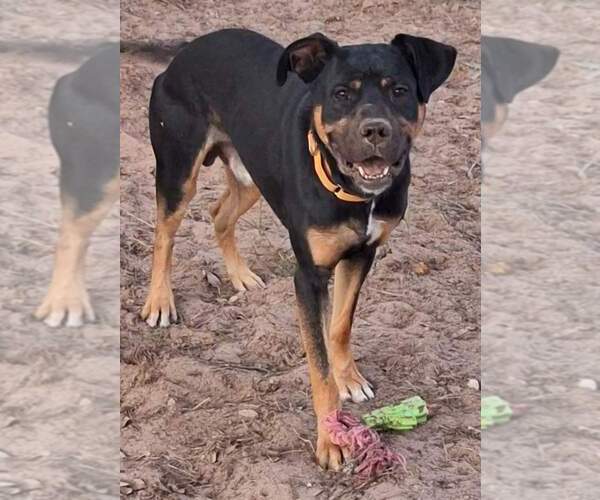 Medium Photo #4 Shepweiller Puppy For Sale in San Antonio, TX, USA