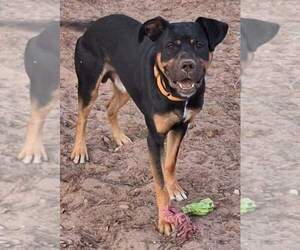 Rudy - Male Shepweiller Dog for Adoption - Photo #4