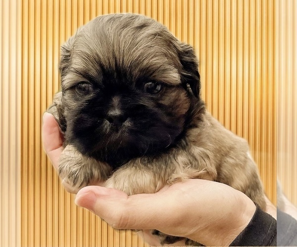 Medium Photo #1 Shih Tzu Puppy For Sale in BUFORD, GA, USA