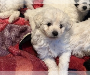 Poodle (Miniature) Puppy for sale in ALBANY, NY, USA