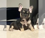 Small Photo #33 French Bulldog Puppy For Sale in ORLANDO, FL, USA