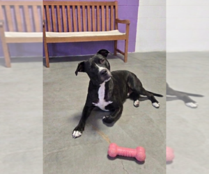 Labrador Retriever-Unknown Mix Dogs for adoption in Genesee, WI, USA