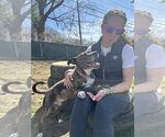 Small #18 American Staffordshire Terrier-Boxer Mix