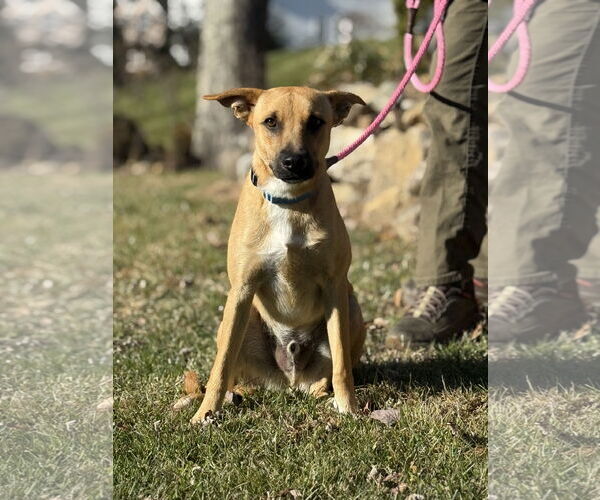 Medium Photo #1 Mutt Puppy For Sale in Jefferson, NJ, USA