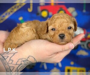 Maltipoo Puppy for sale in WINNSBORO, LA, USA