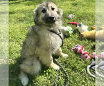 Small #2 German Shepherd Dog-Great Pyrenees Mix