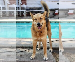 German Shepherd Dog Dogs for adoption in SAN FRANCISCO, CA, USA