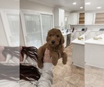 Puppy 2 Labradoodle