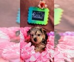 Small #4 Yorkshire Terrier