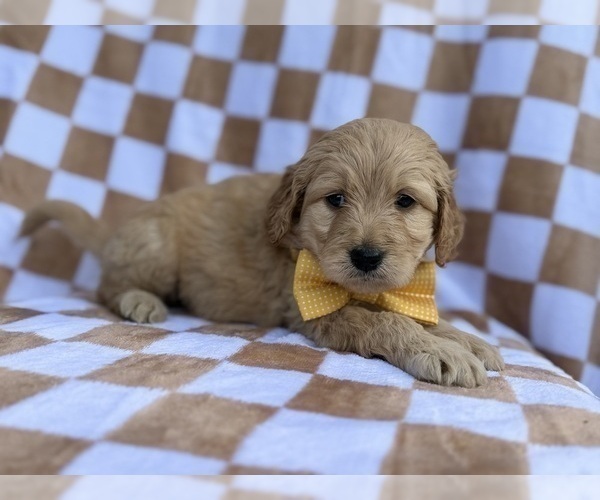 Medium Photo #2 Goldendoodle Puppy For Sale in LAKELAND, FL, USA