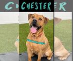 Small #15 Chinese Shar-Pei-Labrador Retriever Mix