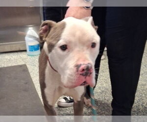 Mutt Dogs for adoption in Olathe, KS, USA