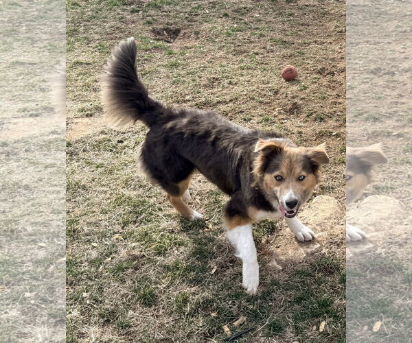 Medium Photo #12 Collie-Unknown Mix Puppy For Sale in Sandy, UT, USA