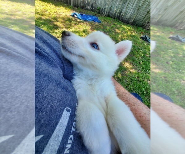 Medium Photo #8 Border Collie-Siberian Husky Mix Puppy For Sale in GOOSE CREEK, SC, USA